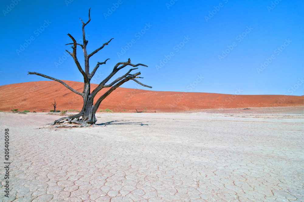 Dead Camelthorn (Acacia erioloba) Trees in Dead Vlei, Namib Naukluft National Park, Namibia.