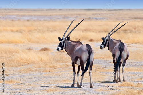 Two beautiful male Gemsboks (Oryx gazella) in the savannah of Etosha National Park in Namibia.