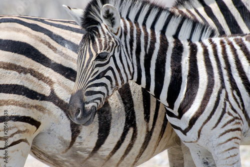 Plains zebras  Equus burchelli  in Etosha National Park  Namibia.