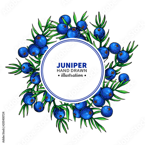 Juniper vector drawing frame. Isolated template with berry on branch. Organic essential oil