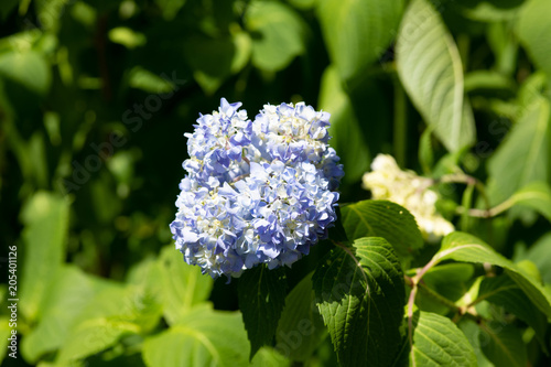 晴れの日の青いアジサイの花のアップ