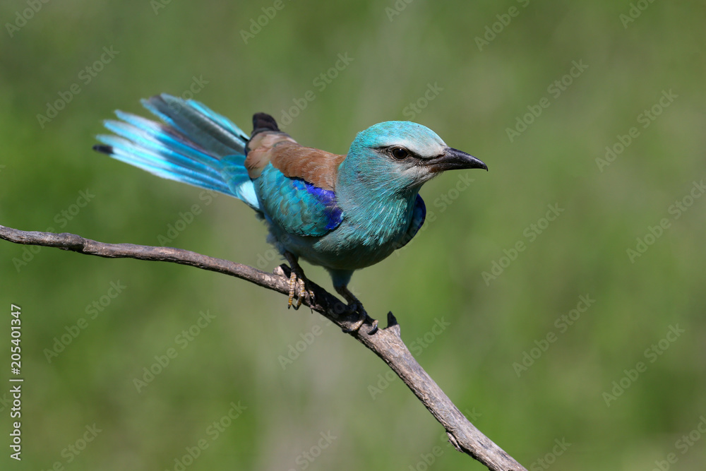 One European roller sits on a tree against nice green blurred background One European roller sits on a tree against nice green blurred background