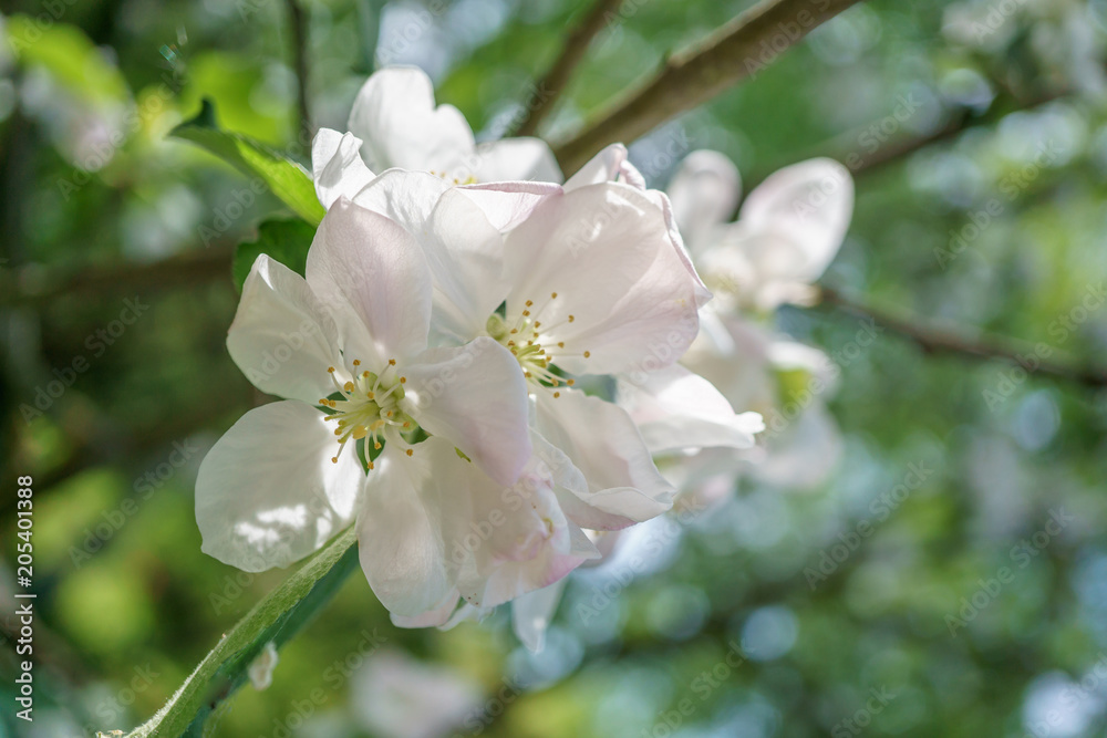 apple tree flowers blossoming in the sunny garden apple tree flowers blossoming in the sunny garden