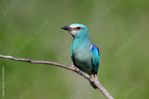 Close up photo european roller sits on a branch on blurred green back ground