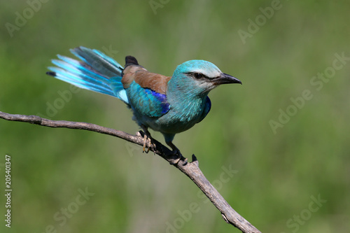 One European roller sits on a tree against nice green blurred background