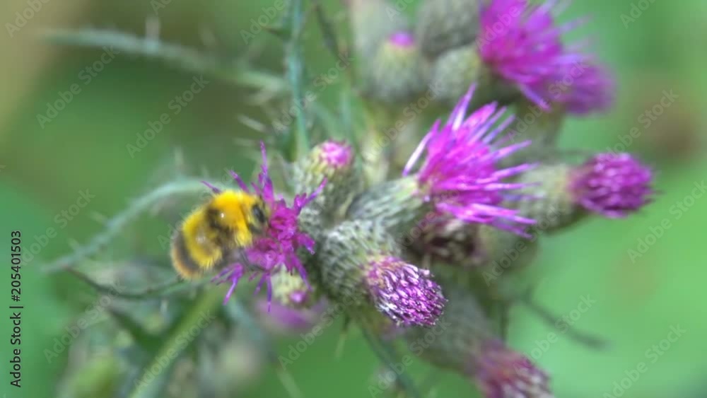 Bumblebee bee on thistle flower plant working pollen and flying Bumblebee bee on thistle flower plant working pollen and flying