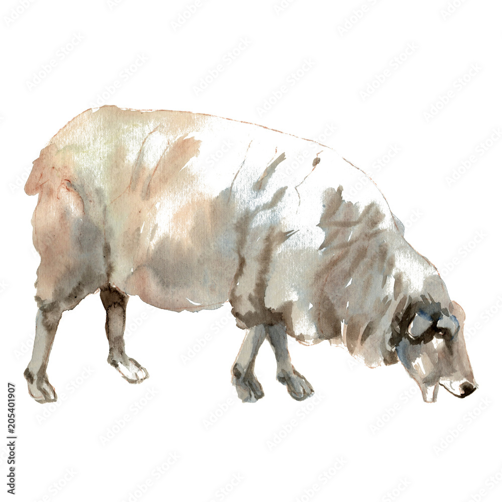 Obraz The Sheep portrait