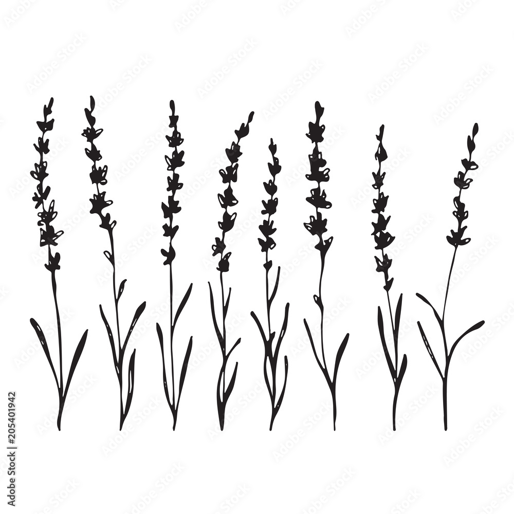 Set of hand drawn lavander flowers, monochrome silhouette Set of hand drawn lavander flowers, monochrome silhouette