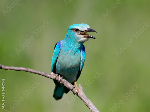 European roller sits on an inclined branch on a blurred green background in bright sunlight