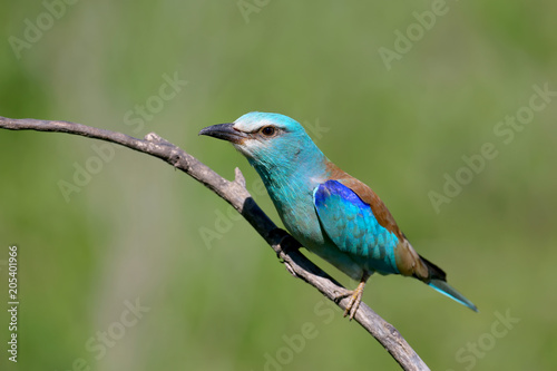 European roller sits on an inclined branch on a blurred green background in bright sunlight © VOLODYMYR KUCHERENKO