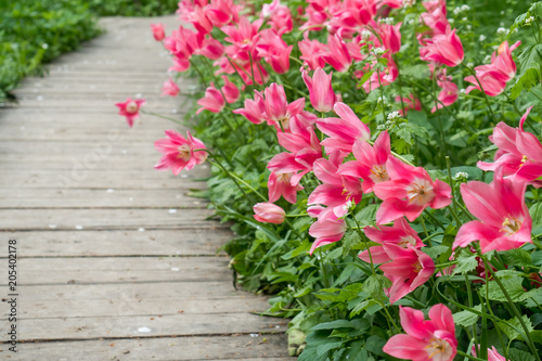 Fototapeta Naklejka Na Ścianę i Meble -  Colorful tulips flowers blooming in the garden along the wooden flooring