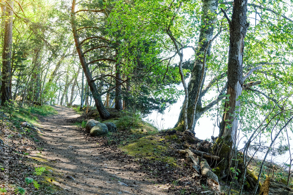 Hiking path in a forest along a lake. Hiking path in a forest along a lake.