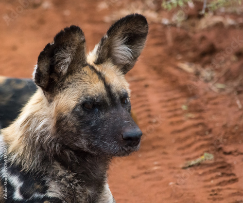 wild dog portrait