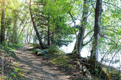 Hiking path in a forest alo...