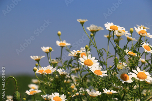 summer flowers landscape