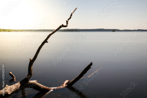 Beautiful dead tree trunk /...