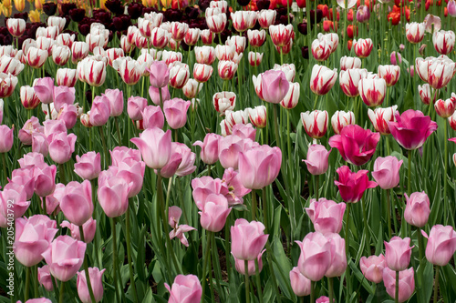 Colorful tulips flowers blooming in a garden