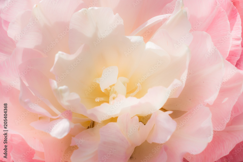 Terry white pink Tulip. Macro Selective focus. Flower background Close up