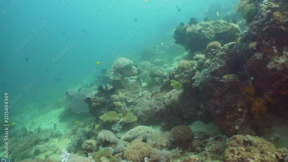 Fish and coral reef at diving. Wonderful and beautiful underwater world with corals and tropical fish. Hard and soft corals. Philippines, Mindoro. Diving and snorkeling in the tropical sea. Fish and coral reef at diving. Wonderful and beautiful underwater world with corals and tropical fish. Hard and soft corals. Philippines, Mindoro. Diving and snorkeling in the tropical sea.