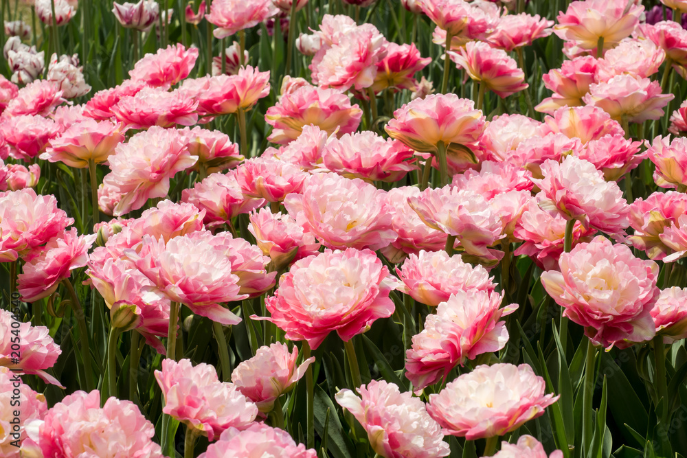 Colorful tulips flowers blooming in a garden Colorful tulips flowers blooming in a garden