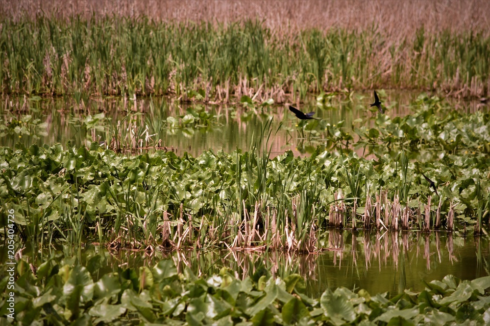 Water with plants Water with plants