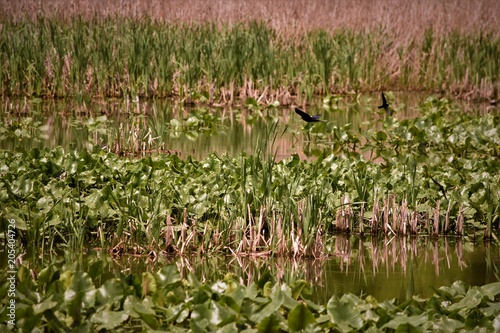Water with plants