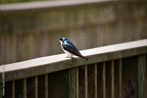 Bird on Wooden Railing