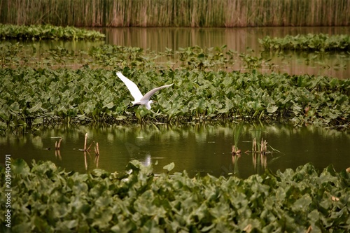Bird flying over water