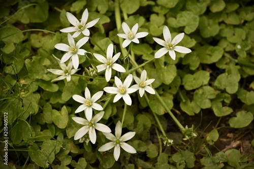 White flowers
