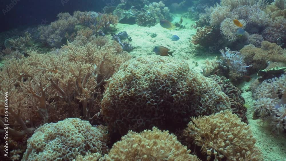 Fish and coral reef at diving. Wonderful and beautiful underwater world with corals and tropical fish. Hard and soft corals. Philippines, Mindoro. Diving and snorkeling in the tropical sea. Fish and coral reef at diving. Wonderful and beautiful underwater world with corals and tropical fish. Hard and soft corals. Philippines, Mindoro. Diving and snorkeling in the tropical sea.