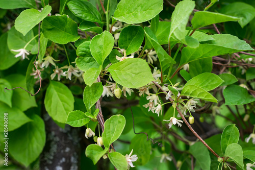 Flowers of Schisandra Chinese. Spring flowering plants.