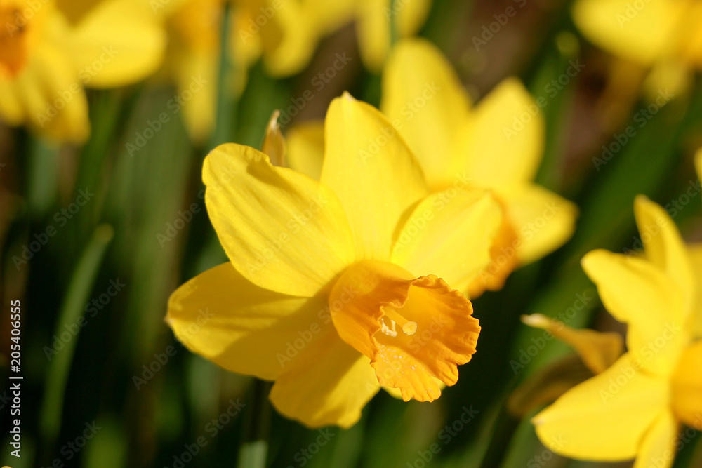 Yellow flower of a narcissus. Yellow flower of a narcissus.