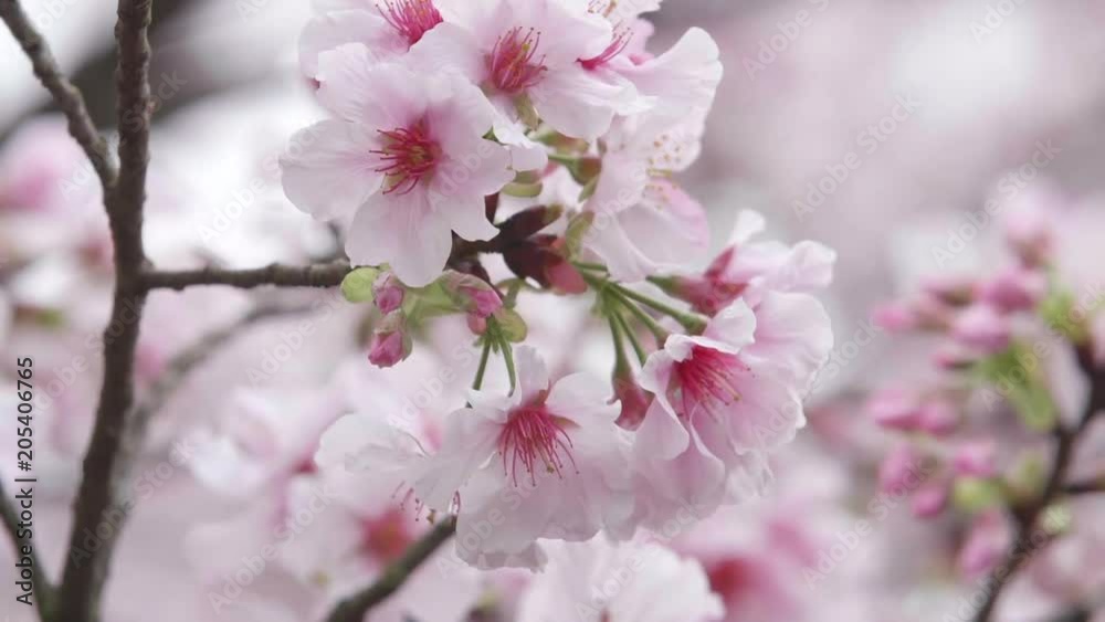 Slow motion shot of Cherry Blossom or Sakura in the wind Slow motion shot of Cherry Blossom or Sakura in the wind