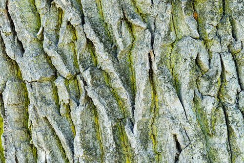 Fullscreen texture of oak b...