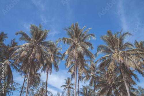 Palm trees against blue sky  Palm trees at tropical coast  vintage toned and stylized  coconut tree summer tree  retro