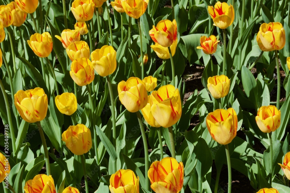 Beautiful yellow tulips with green leaves. Spring