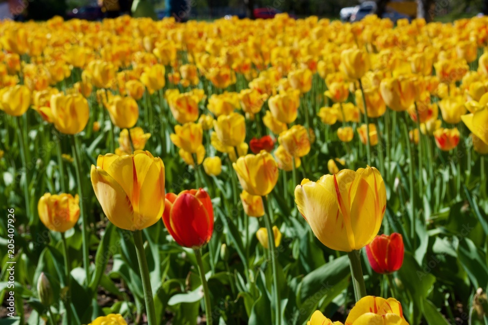 Beautiful yellow tulips with green leaves. Spring