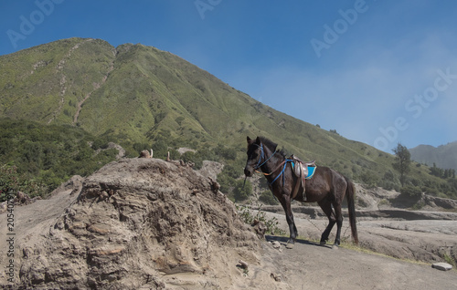 The black horse standing on a hill Mount Bromo