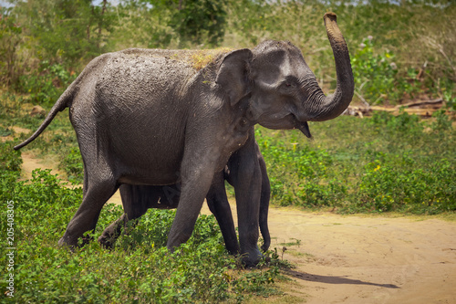 The Asian adult and baby elephants are walking in the Pinnawala Elephant Orphanage. Pinnawala village  Sri Lanka. Wild animals under human protection.