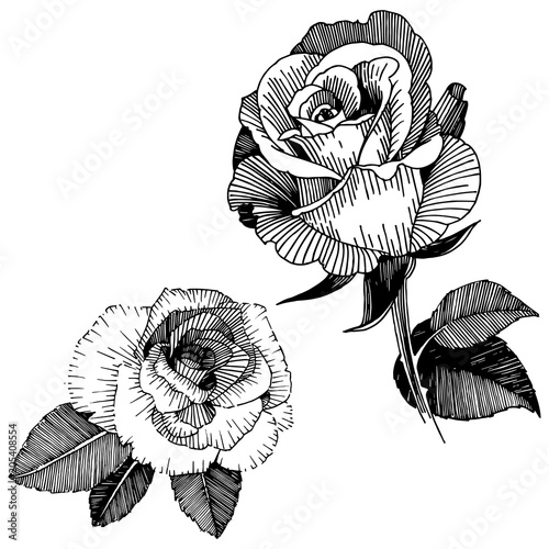 Vector roses. Floral botanical flower. Wild spring leaf wildflower isolated. Vector wildflower for background, texture, wrapper pattern, frame or border.