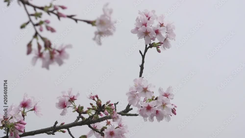 Slow motion shot of Cherry Blossom or Sakura in the wind Slow motion shot of Cherry Blossom or Sakura in the wind