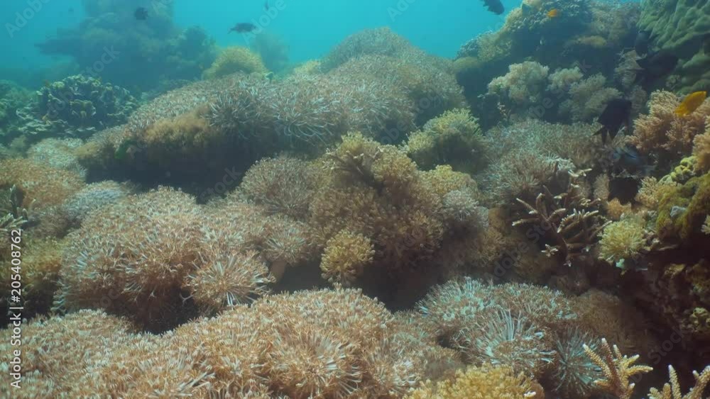 Tropical fish on coral reef at diving. Wonderful and beautiful underwater world with corals and tropical fish. Hard and soft corals. Philippines, Mindoro.