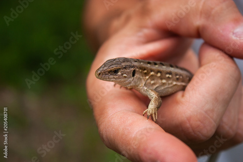 A little brown lizard in his hand.