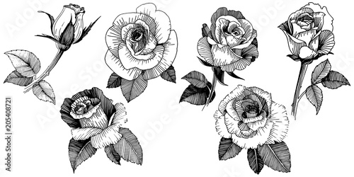 Vector roses. Floral botanical flower. Wild spring leaf wildflower isolated. Vector wildflower for background, texture, wrapper pattern, frame or border.