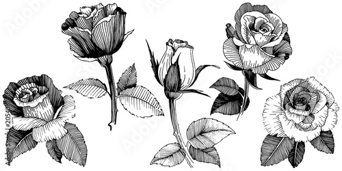 Vector roses. Floral botanical flower. Wild spring leaf wildflower isolated. Vector wildflower for background, texture, wrapper pattern, frame or border.
