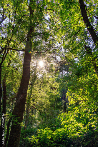 the Sun in the morning forest