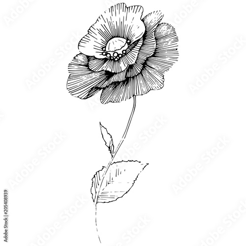 Vector poppy. Floral botanical flower. Wild spring leaf wildflower isolated. Vector wildflower for background, texture, wrapper pattern, frame or border.