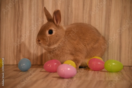 Bunny