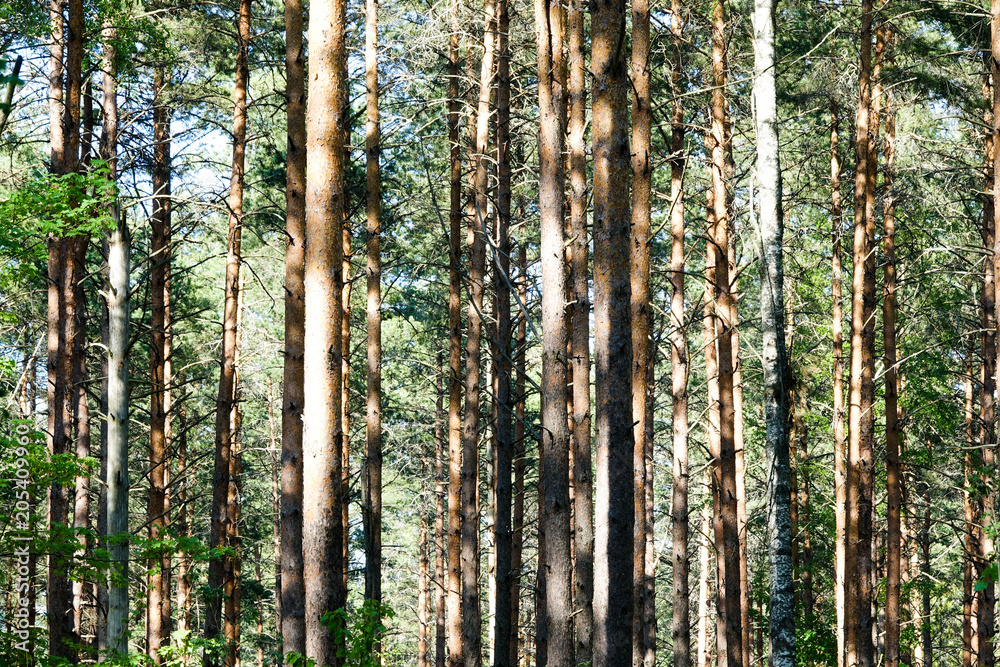 Obraz premium Tree trunks in a coniferous forest.