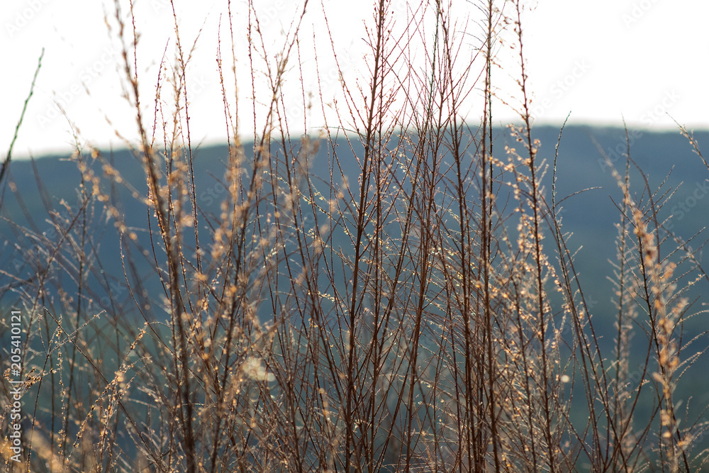 Obraz premium Wheat on a mountain